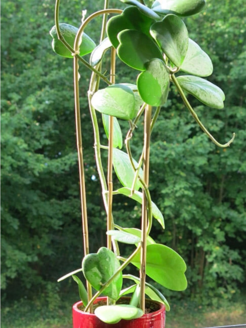 Home Holiday Heart-Shaped Hoya Vine in Green